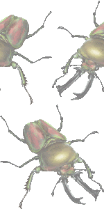 虹色鍬形 ニジイロ クワガタ くわがた虫のイラスト 条件付フリー素材集