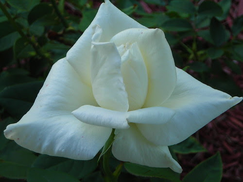 JFK Rose