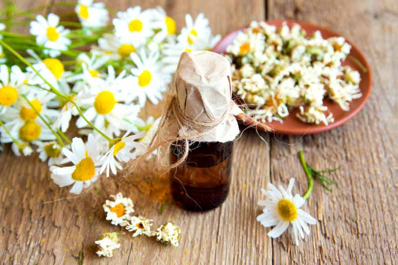 Chamomile Natural recipes for hair