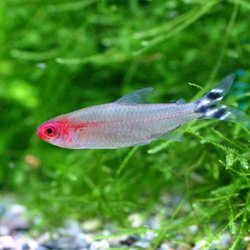 熱帯魚のご紹介 熱帯魚ショップトロピランド