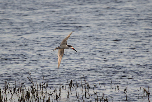 Black Skimmer