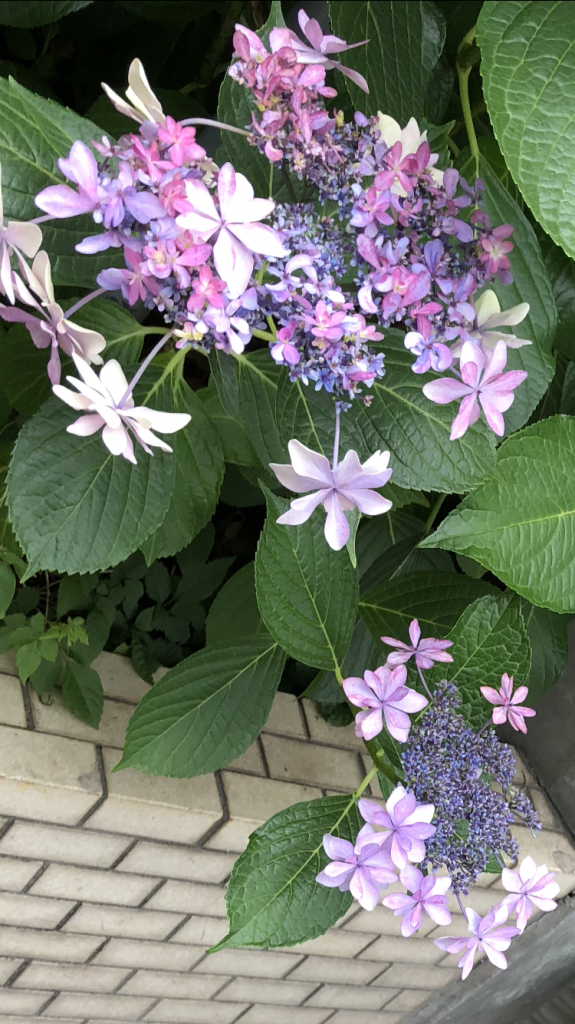 珍しい紫陽花見つけた 子育ての記録 ママズノート