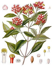 7173820788 5305b1e3e0 The Miracle of Cloves and Clove Oil