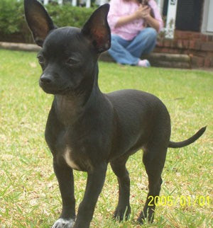 Chihuahua Breed Information and Photos | ThriftyFun