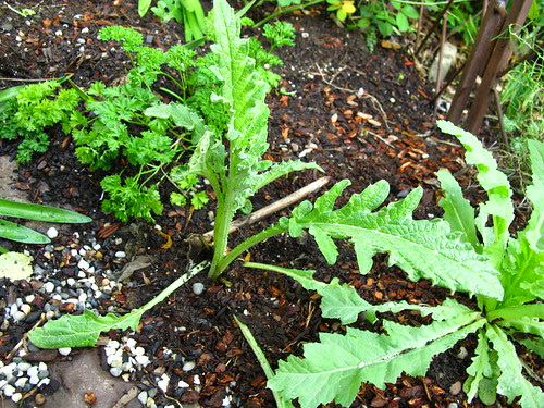 Artichoke
