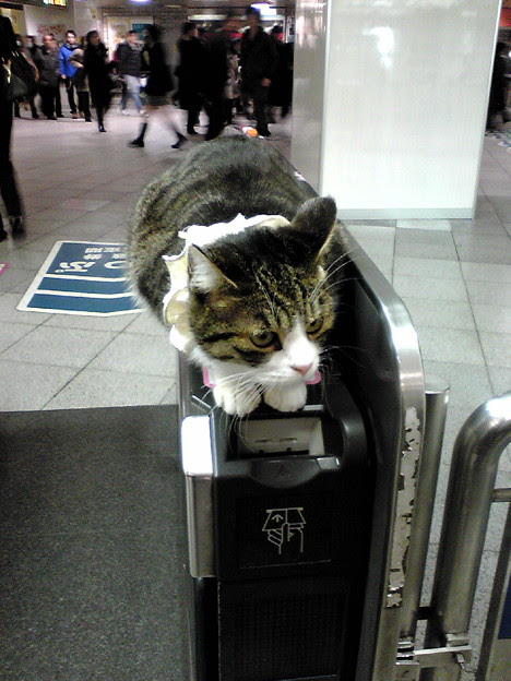 池袋の改札に猫がいた！デブ猫可愛い - 写真共有サイト「フォト蔵」
