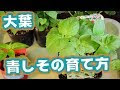 √完了しました！ 青じそ 発芽 適温 991445-青じそ 発芽 適温