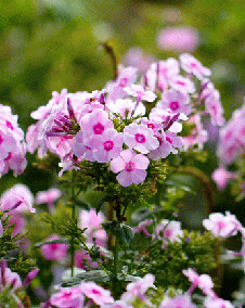 花 宿根フロックス 7月2日の花と花言葉 宿根フロックス 魅る魅るガーデニング