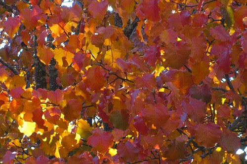 Autumn Beauty 2