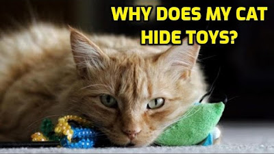 Why Does My Cat Hide Her Toys