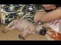 Funny Cat and Dog Videos Compilation 