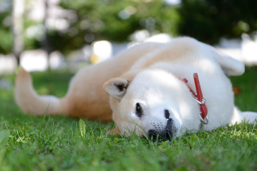 フリー写真 死んだふりをした柴犬でアハ体験 Gahag 著作権フリー写真 イラスト素材集