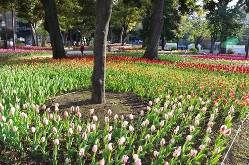横浜公園のチューリップは満開 かな あれこれと