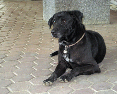 blackdog1