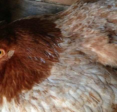 How to get rid of rats in your chicken coop