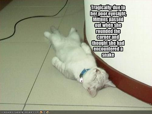 puppy pictures with captions