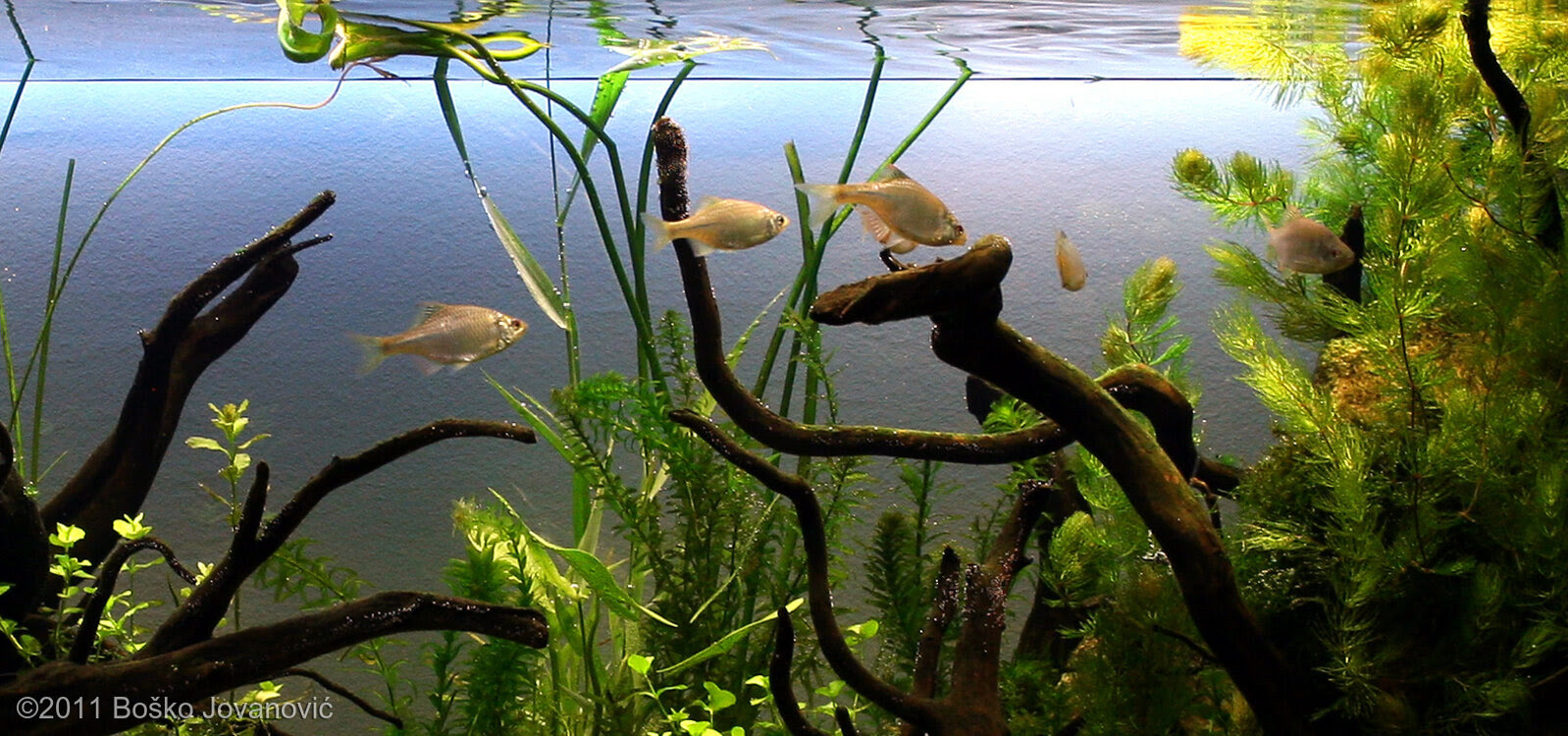 AGA 2011 Aquascaping Contest 212