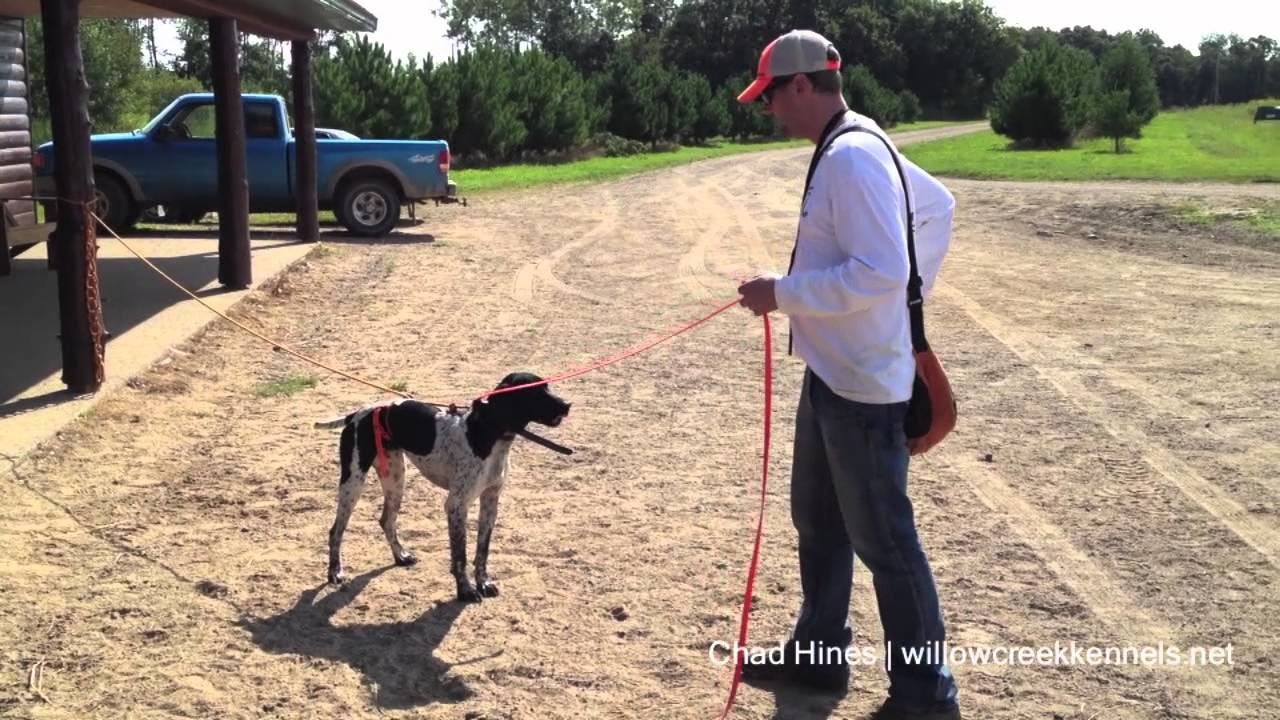 Hunting Dog Training - Developing Steady to Release - Step ...