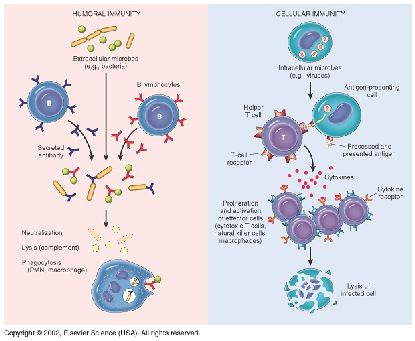 immune system antigens