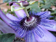 Passiflora, another view
