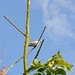 wood pigeon