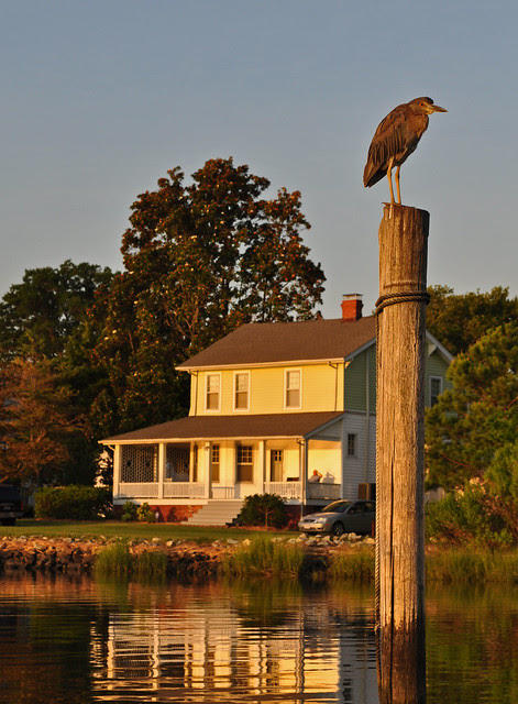 Bird on a Pole
