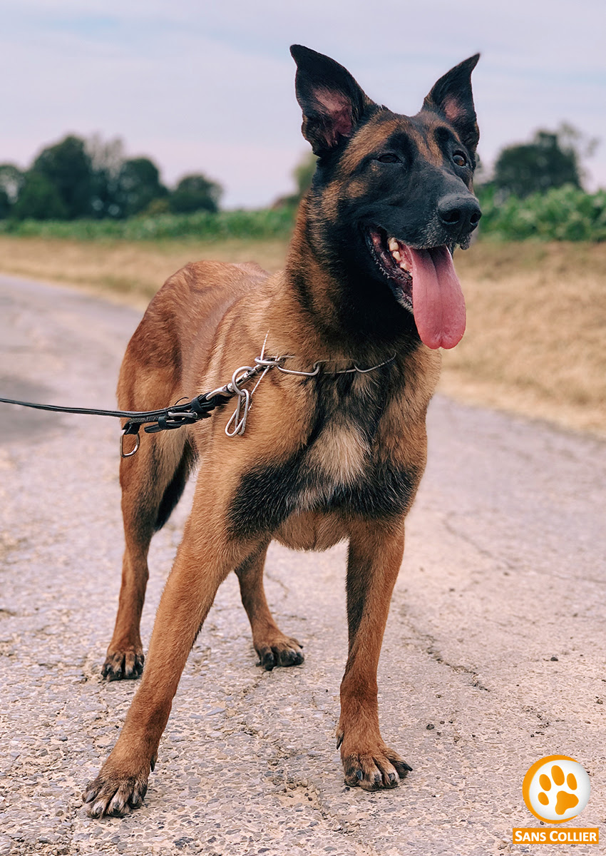 Le Berger Belge Malinois Caractère Origine éducation Et