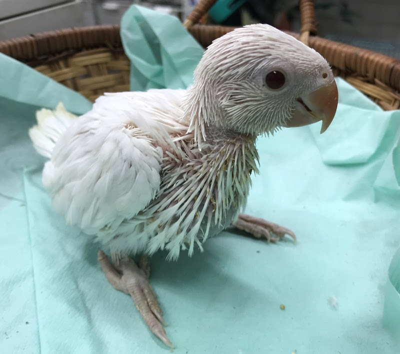 ワカケホンセイインコ