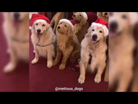 best of funny dogs