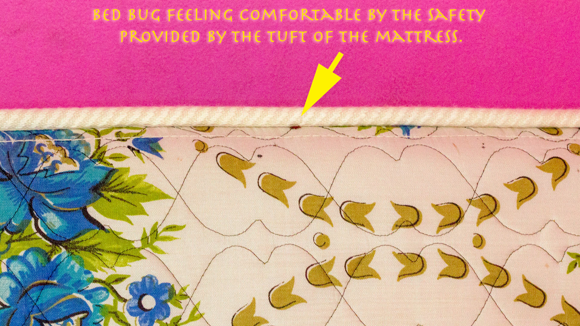 Picture of bed bug shell, mole extermination louisville ky  
