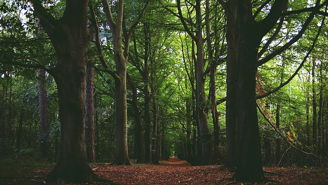forest1