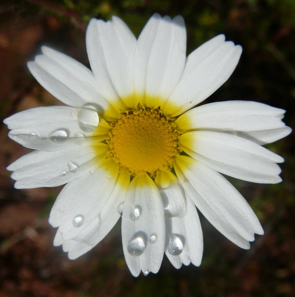 ¿LLoran las margaritas?