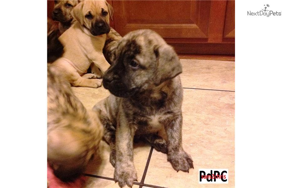 Presa Canario for sale for $1,000, near Southern Maryland ...
