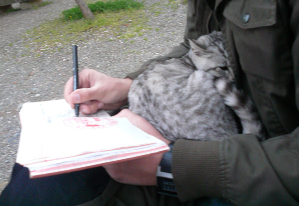 cat