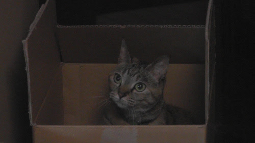 得意げな顔でダンボールをギコギコと鳴らす猫 Noahnoah研究所 楽天ブログ