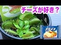 √完了しました！ ハエト��ソウ 餌やり 265077-ハエト��ソウ 餌やり