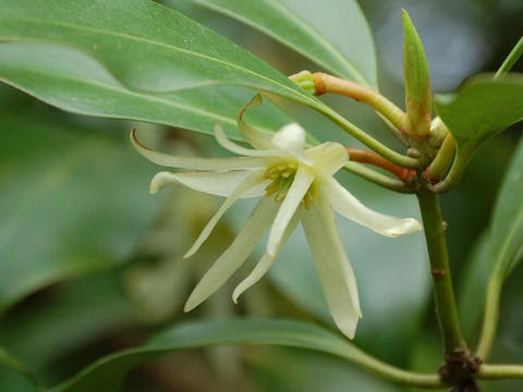 樒 シキミ 華凛の花言葉