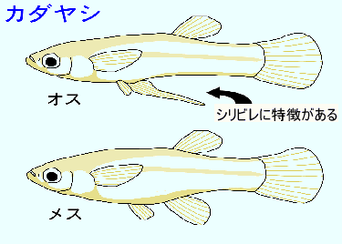 メダカって何