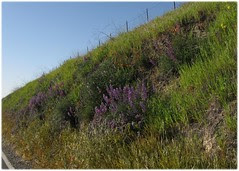 2903_lupinroadside