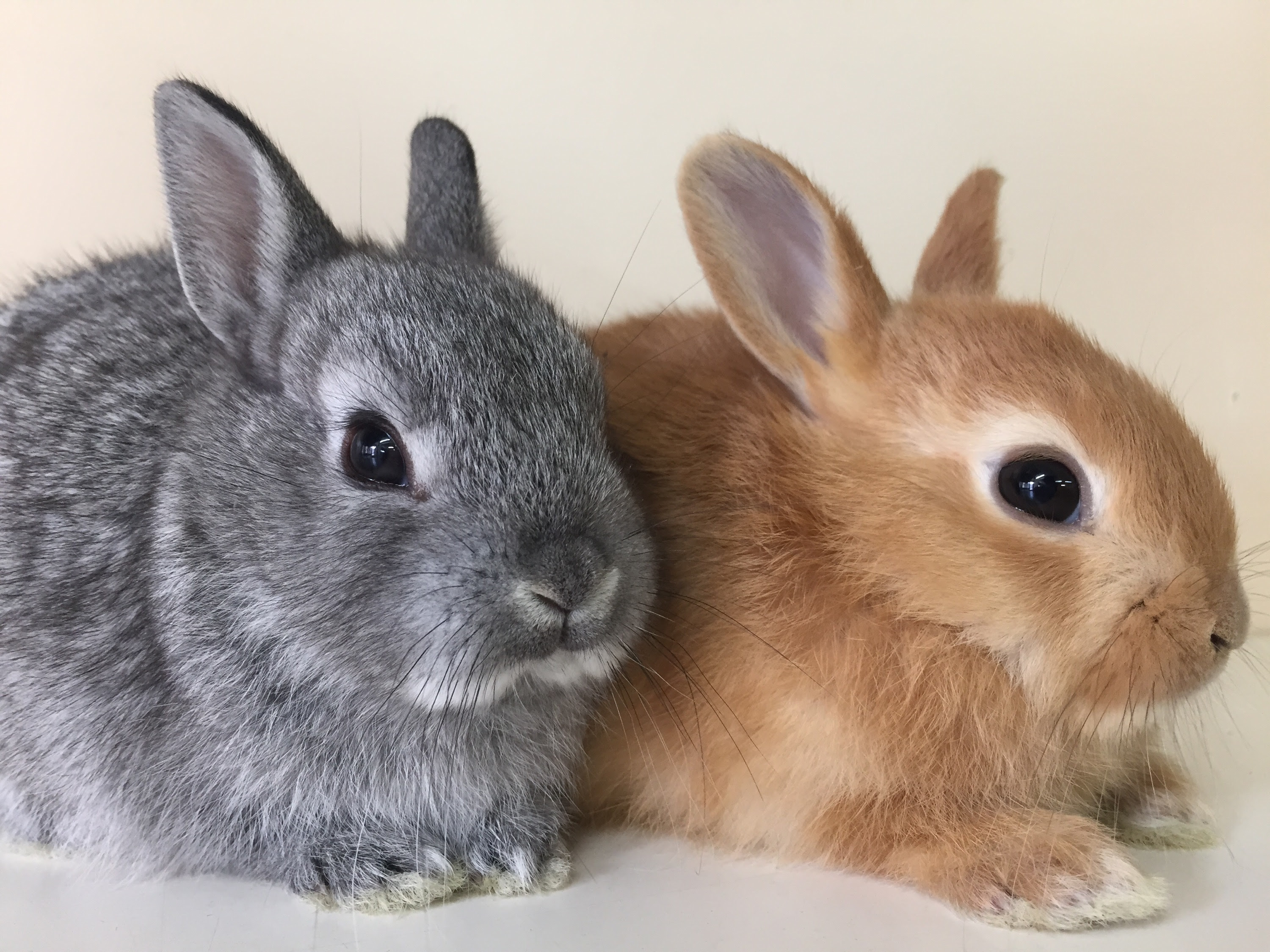 名前はミニでも N ダイエースタッフ 日々のあれこれ