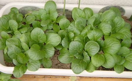小松菜をプランターで栽培 ベランダ菜園 苗 種まき 育て方