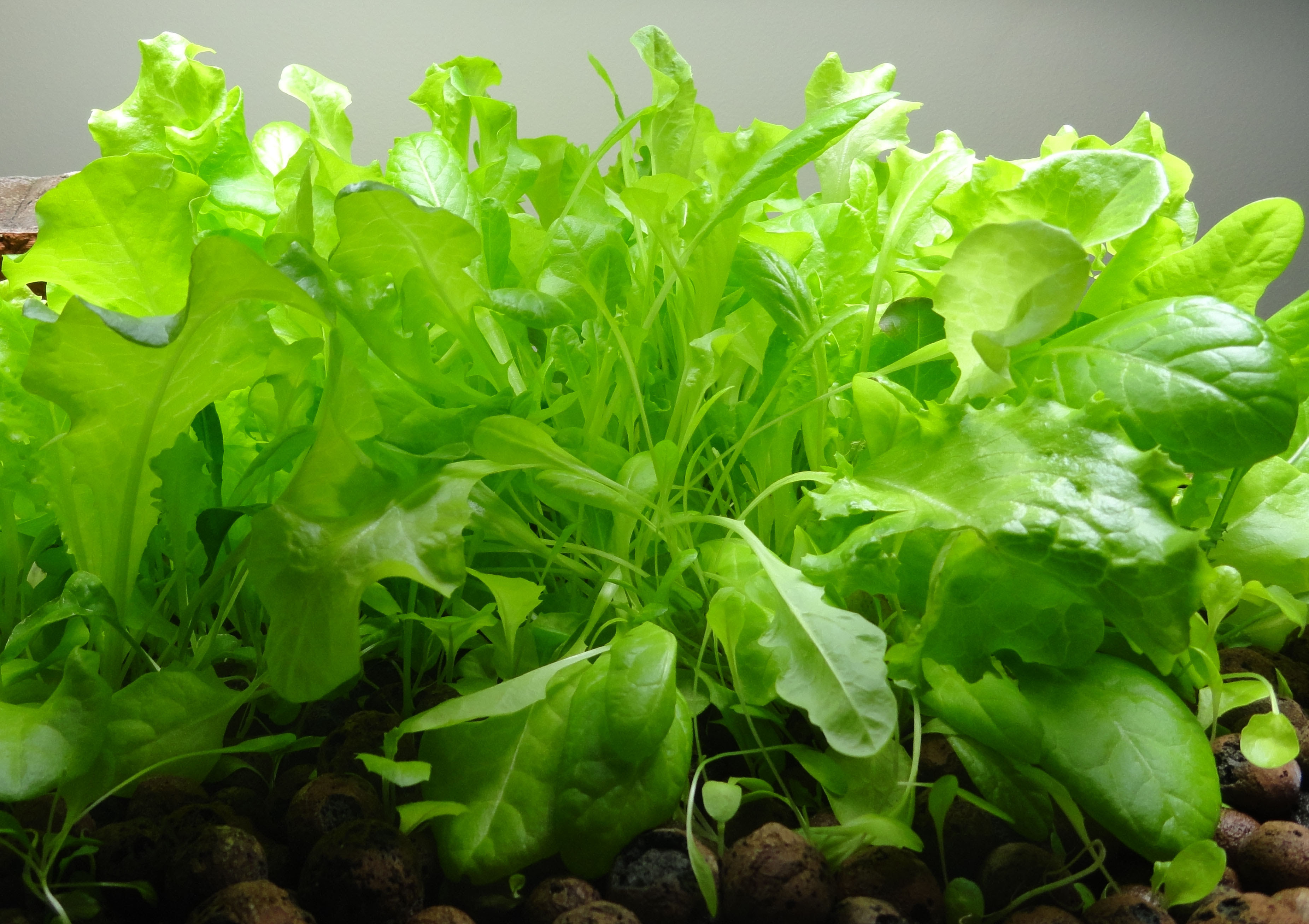 How to clean aquaponics fish tank Aquaponics Could Be The Food Of The Future
