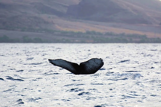 http://www.islandbreath.org/2016Year/05/160520whales.jpg