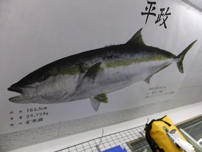 巨大ヒラマサ魚拓 Blue Water House Blog