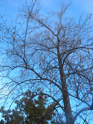 tree silhouette