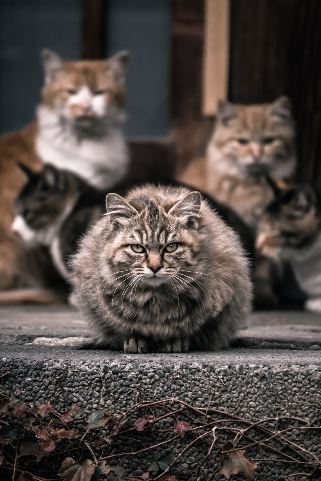 夢占い 猫がたくさん が暗示するものはこれだった 夢占いを調べる 夢調 ゆめしら