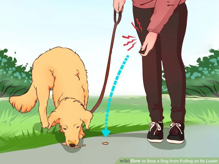 Stop a Dog from Pulling on Its Leash Step 8.jpg