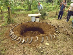 Preparado biodinámico 501.