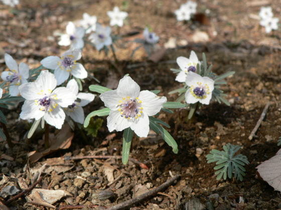 跡見群芳譜 野草譜 セツブンソウ