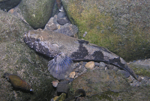 ドンコ 淡水魚 汽水魚 水辺の生き物図鑑 流域ネット